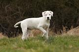 DOGUE ARGENTIN 089